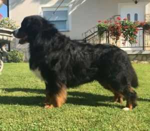 VOGUE Z DEIKOWEJ DOLINY | Bernese Mountain Dog 