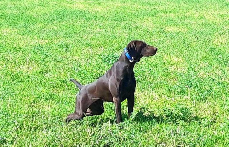 Fris de Saboya | German Shorthaired Pointer 