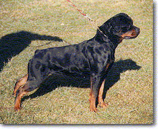 Drixi vom Weihungstal | Rottweiler 