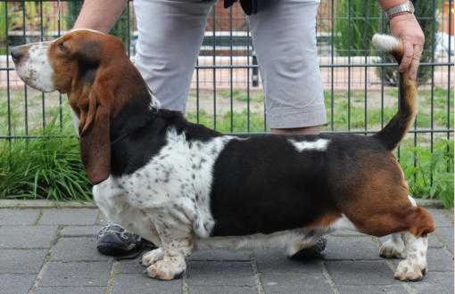 Beauchasseur Biscotti | Basset Hound 