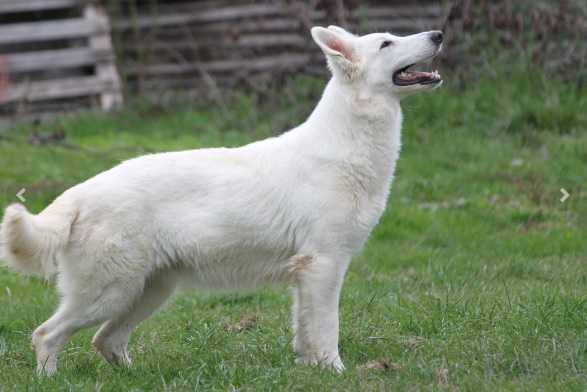 Jaïa de la Tour de Babel | White Swiss Shepherd Dog 