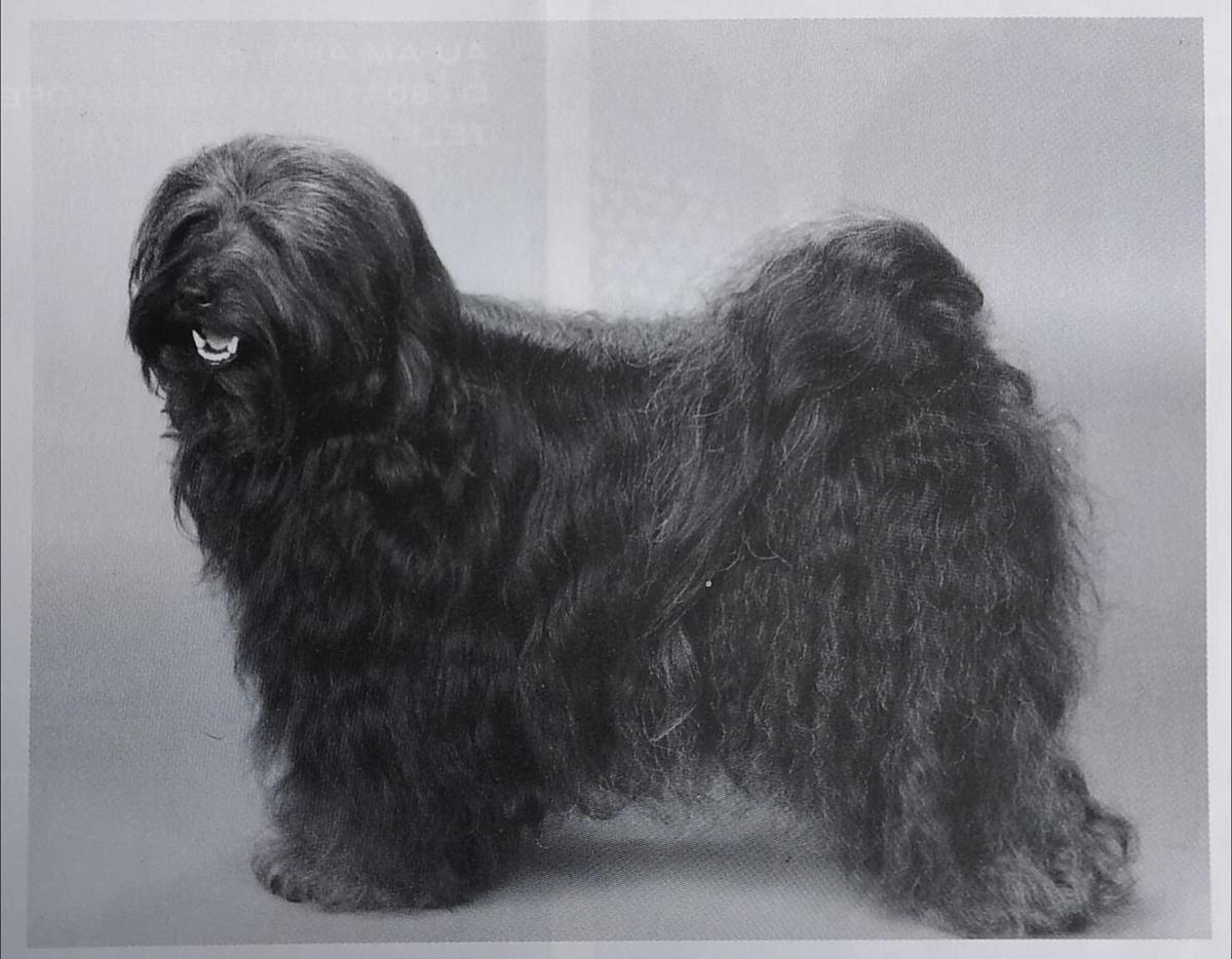 NEFERTARI SINBAD OF WILLOWBRAE | Tibetan Terrier 