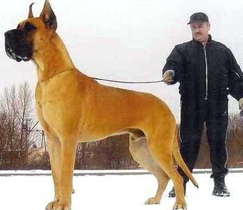 Eryk Ungaro | Great Dane 