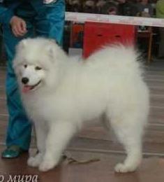 Belyi Volk Severius Winter | Samoyed 