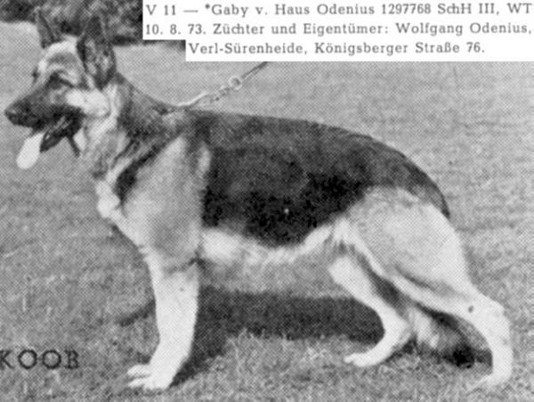 Gaby vom Haus Odenius | German Shepherd Dog 