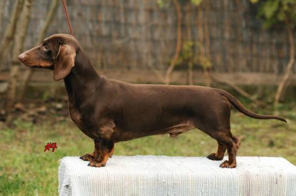 Quintus vom Golf | Dachshund 