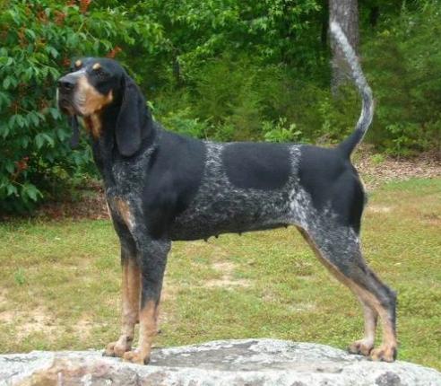 Razor Ridge Blue Blessed Be | Bluetick Coonhound 