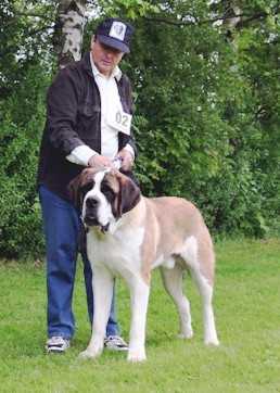 Nikolai vom Wingert | Saint Bernard 