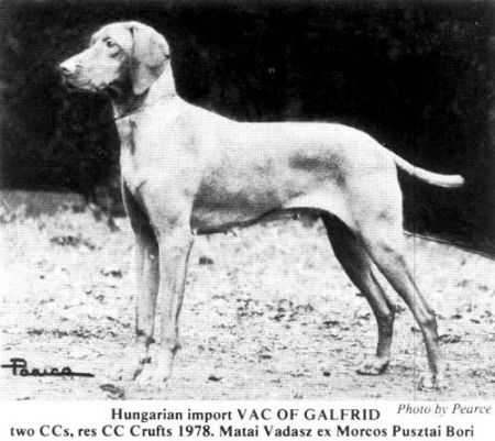 Mocsarkereso Vac of Galfrid | Hungarian Vizsla 