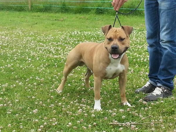 Ixor | American Staffordshire Terrier 