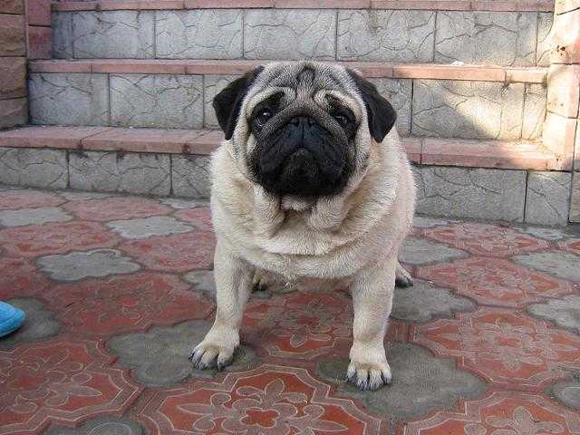 Ideya Fiks Logan | Pug 