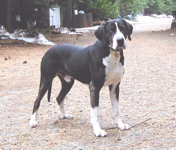 Aden's Socks | Catahoula Leopard Dog 