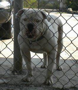 Jamrock Kennels Trevor | Olde English Bulldogge 