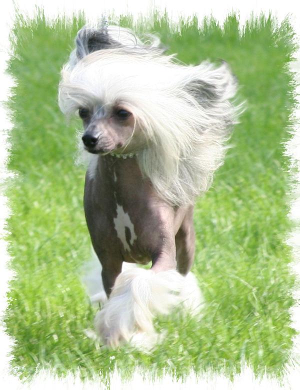 Blandora Mind Yer Bizness at Tamarsh | Chinese Crested 