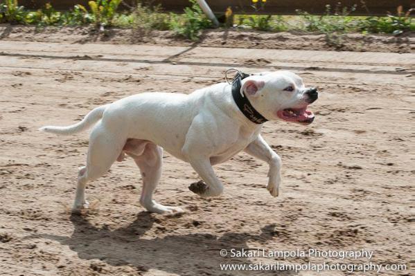 Snow White's Fear Of The Dark | American Bulldog 