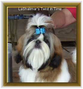 Lashalimar Twist In Time | Shih Tzu 