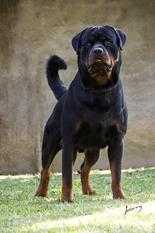 Simba Poncius Von BR Olivio | Rottweiler 