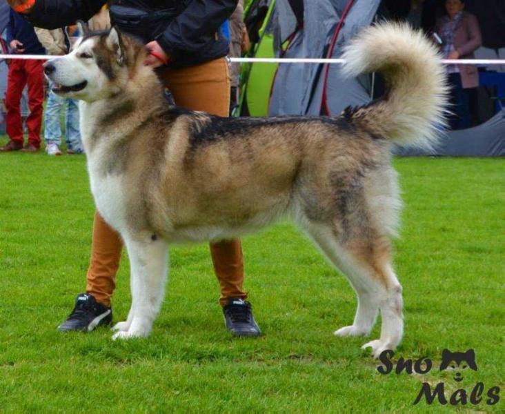 DONATIO REGIA Snow City | Alaskan Malamute 