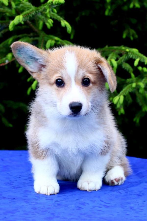 Zhemchuzhina Karelii Silvia | Pembroke Welsh Corgi 