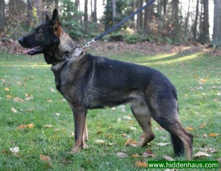 Debbiena vom Geefacker | German Shepherd Dog 