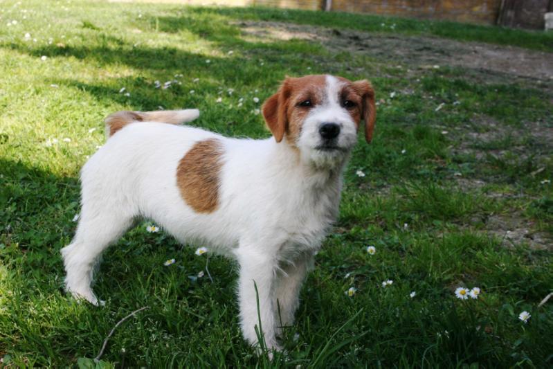 ROYAL DI SAN RUFFINO JACK BETTY BOOP | Jack Russell Terrier 