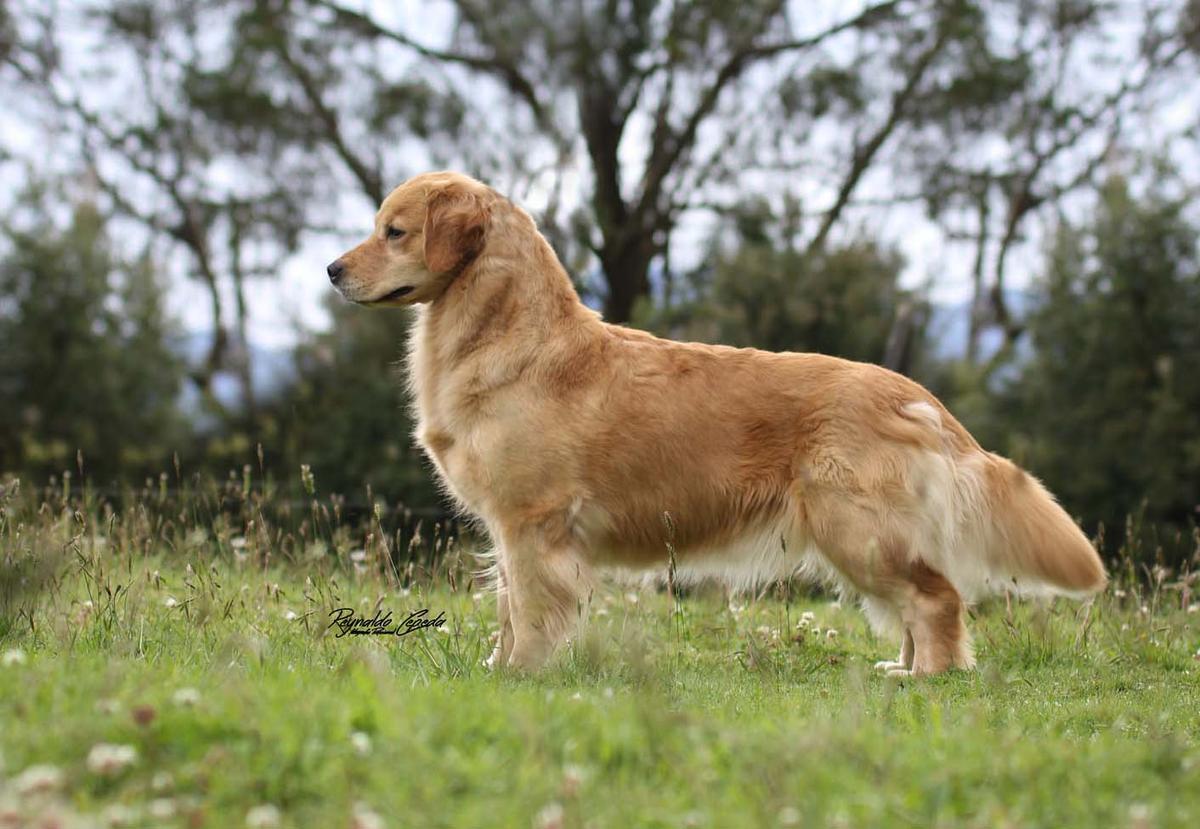 Golden San Martin Evita II | Golden Retriever 