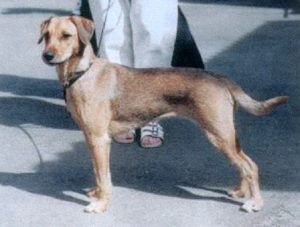 Yarracitta OIOLENKAUNOKKI | German Pinscher 