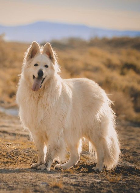 BEN HUR Mountain Wolves | White Swiss Shepherd Dog 