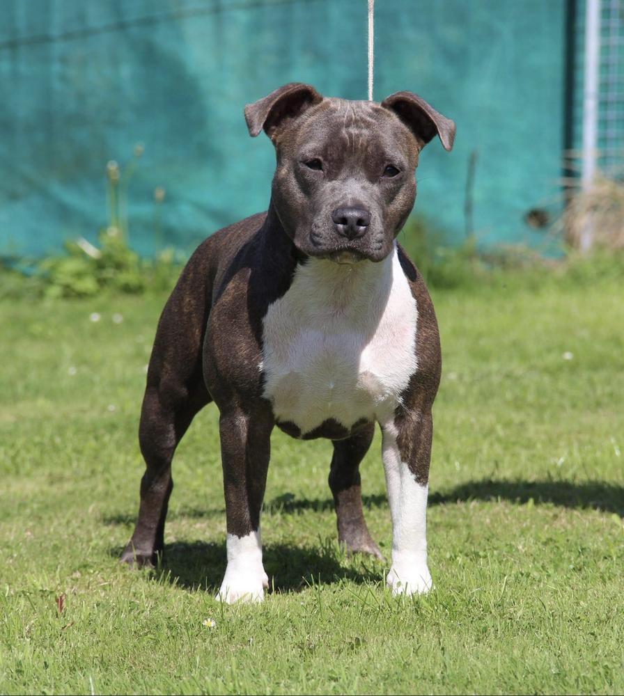 Daydreamer’s Dreamer | American Staffordshire Terrier 