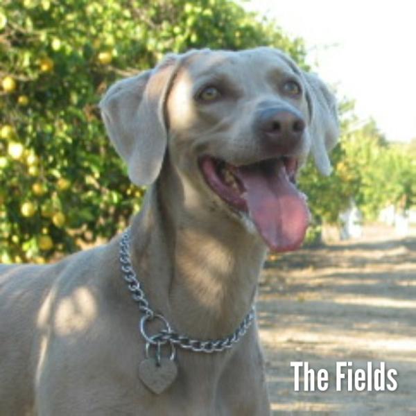 Michaels Whipper Grau | Weimaraner 