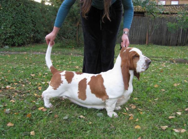 Eurodiva Canis Haund | Basset Hound 