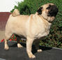 Black-Schnau Natali | Pug 