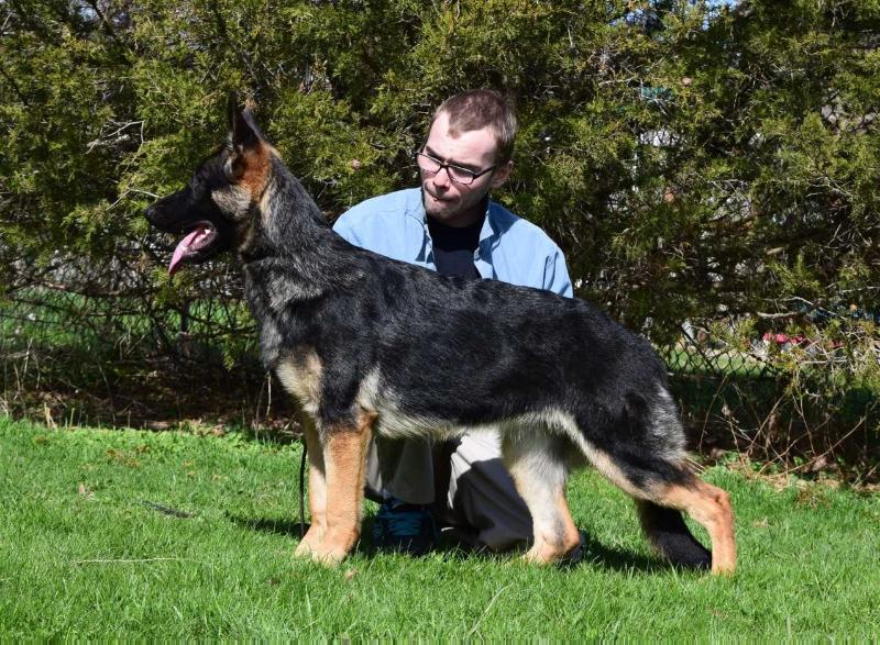 Azka's Dreams of Rukia | German Shepherd Dog 