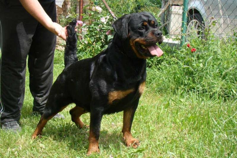 Astra Di Leone Nero | Rottweiler 