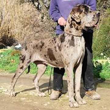 Lalane de la Benjamine | Great Dane 