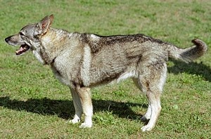 Eta Pohostinstvo CS | Czechoslovakian Wolfdog 