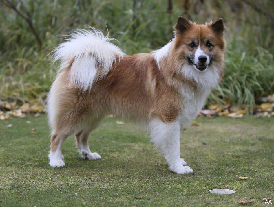 Laufeyjar Sigurskúfur Frá Dverghamri | Icelandic Sheepdog 