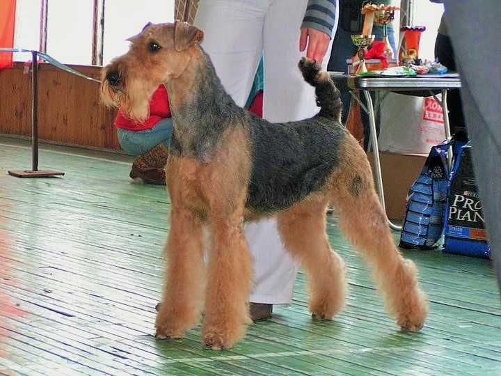 Sibirian Empire Afina Pallada | Airedale Terrier 