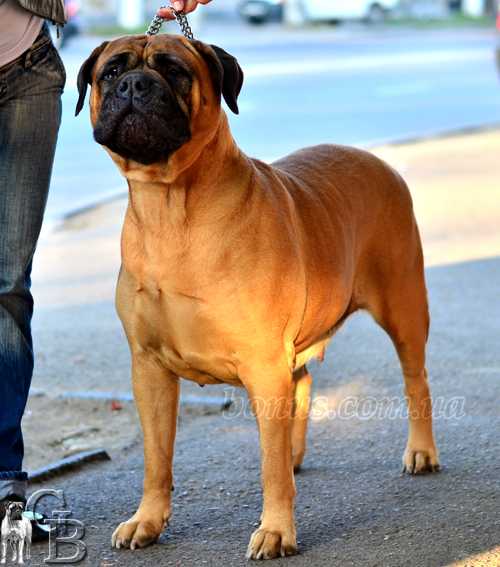 GRAND CANIS OVACIA OLVEIS | Bullmastiff 