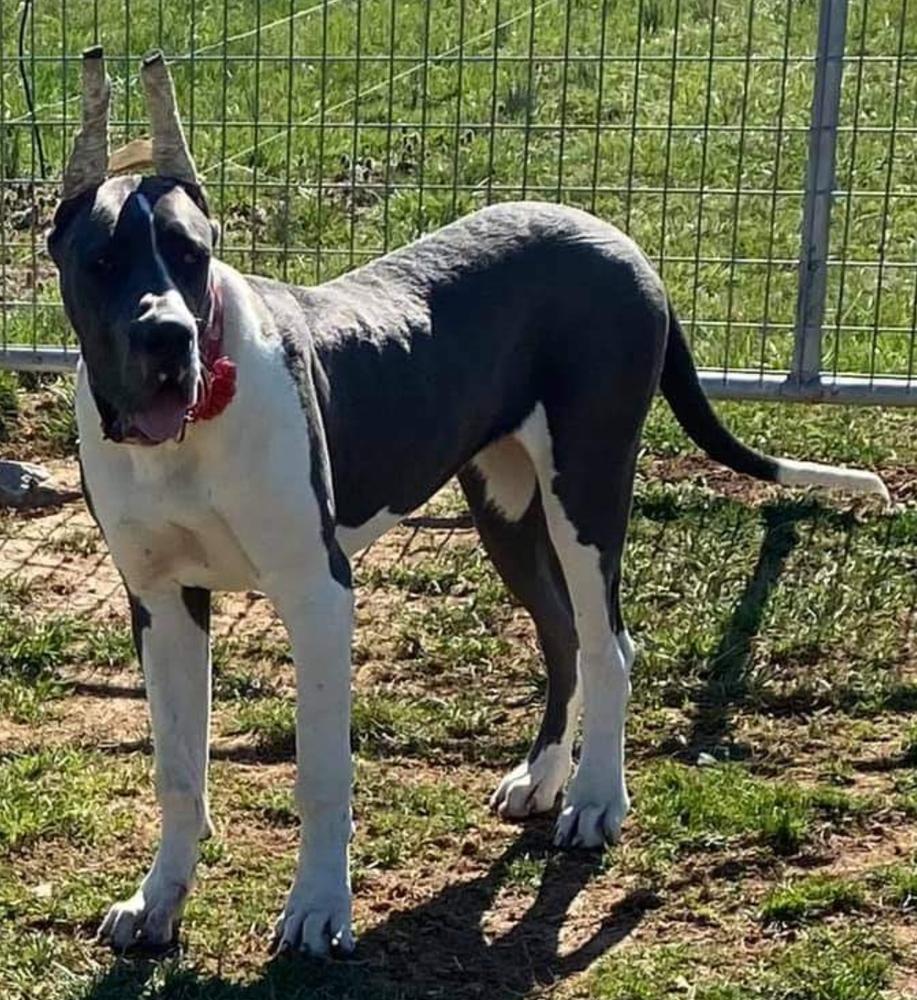 Miss Zakara Of Flat Rock Danes | Great Dane 