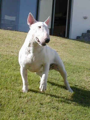 chacheab del cornijal | Bull Terrier 