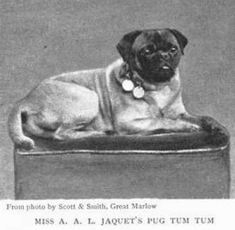 Tum Tum (Miss A.A.L. Jaquet's) | Pug 