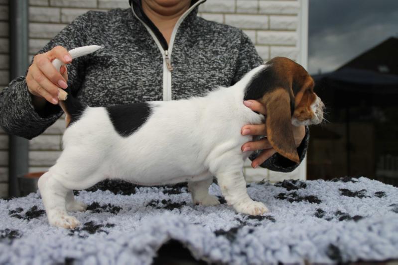 Clementine of charming Buddys | Basset Hound 