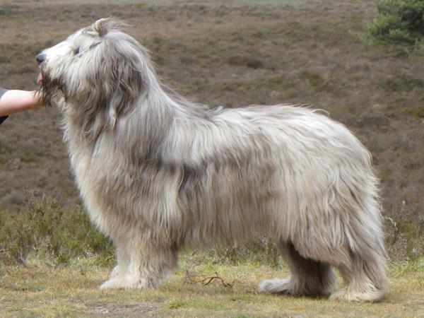 Never forget me beau bijou | Bearded Collie 