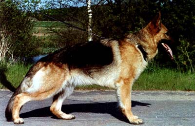 Leinbo's Vinja | German Shepherd Dog 