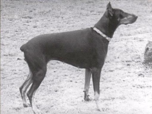 Bara (RKF...- 1953) | Black Doberman Pinscher