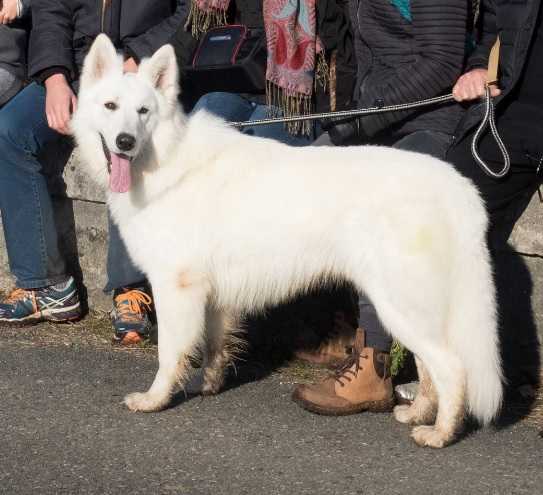 Idaho de la Tour de Babel | White Swiss Shepherd Dog 