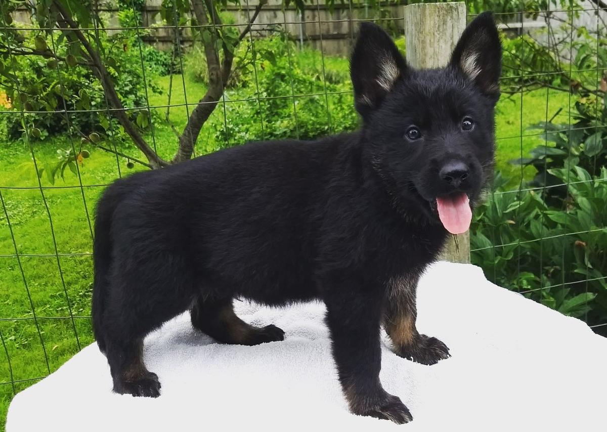 Niko von Ryanhaus | German Shepherd Dog 
