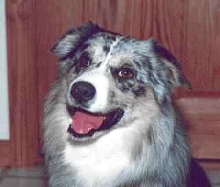 Eagle Ridge's Tatonka | Australian Shepherd 