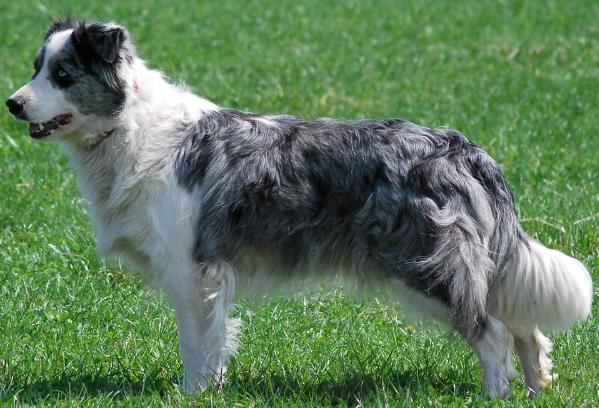 Etual Enigma z Cernobilych | Border Collie 